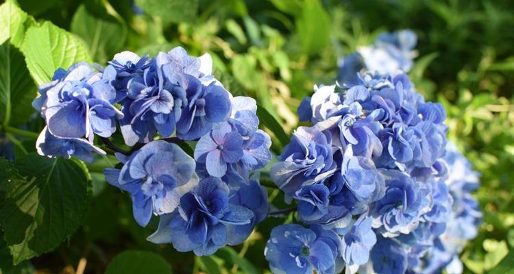 白色绣球花的花语有何特别之处？