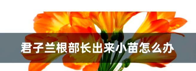 君子兰根系生长过程有何特点？