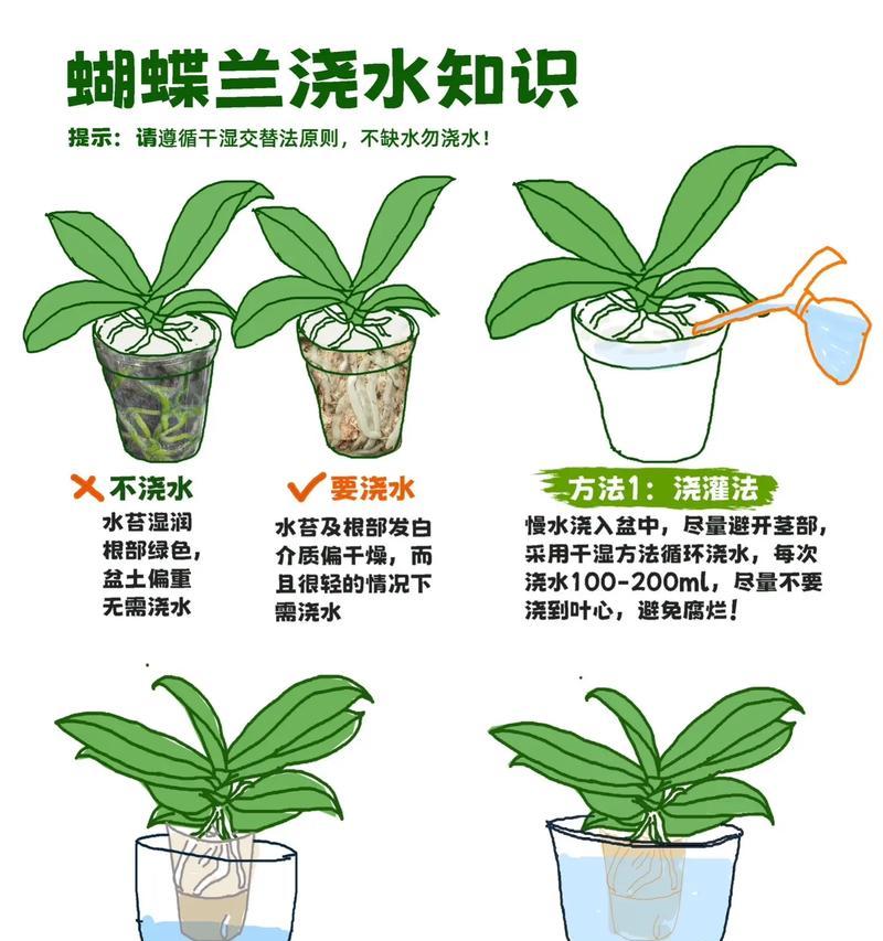 血兰君子兰的养护与浇水技巧是什么？
