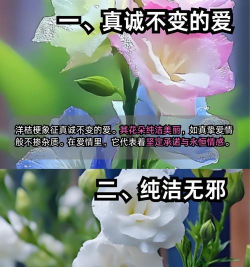 巨人桔梗的花语代表了什么？