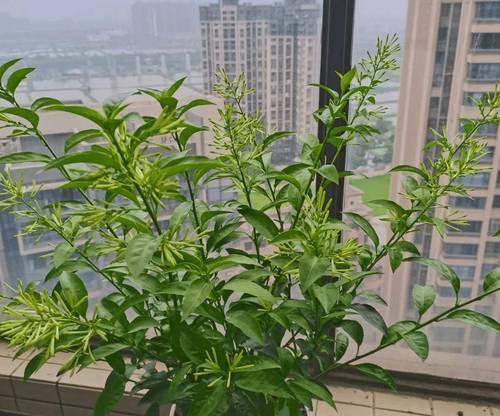 玻璃杯中如何成功养殖仙人掌盆栽？有哪些技巧？
