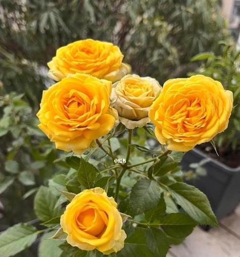 狮子座偏爱哪些花的花语含义？