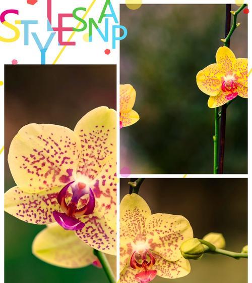 新开始的花语代表什么？