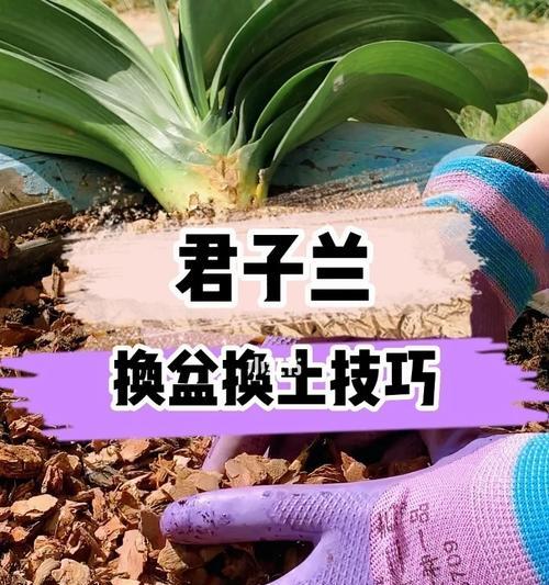 君子兰常青藤的养殖难度如何？正确的养护方法是什么？