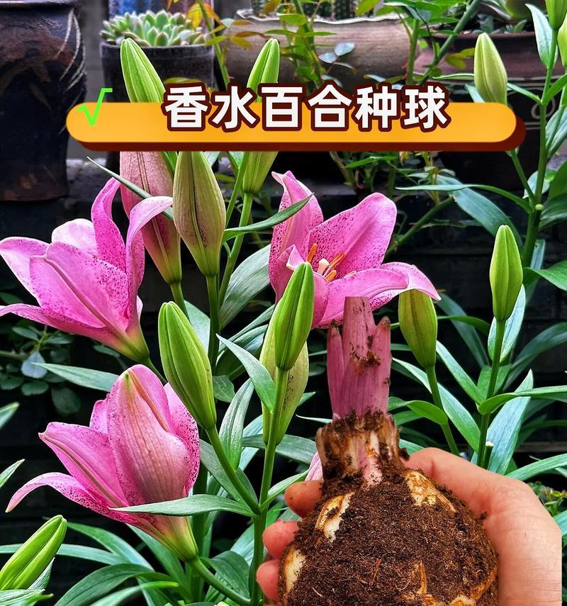 哪种花语充满希望和积极？