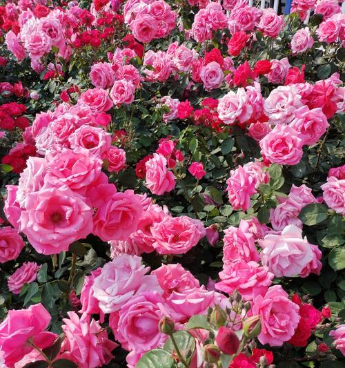 哪种花语充满希望和积极？