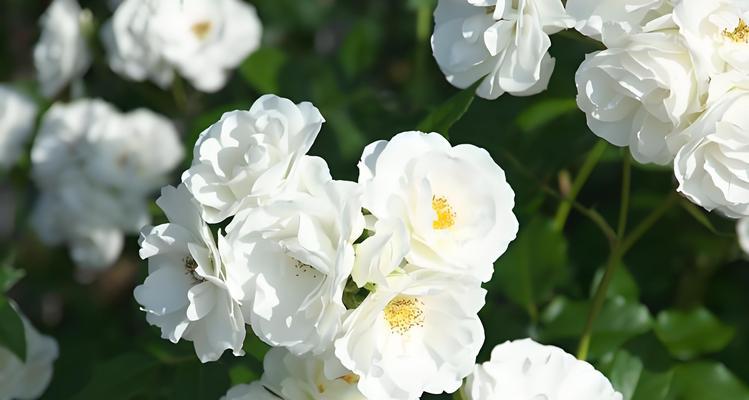 哪种花代表忠心爱情？花语中如何表达忠诚？