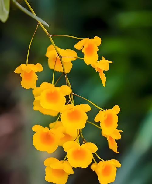 哪种花代表忠心爱情？花语中如何表达忠诚？