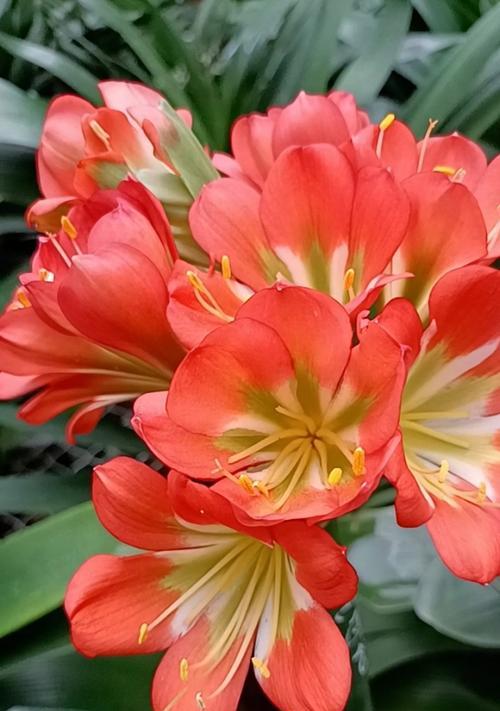 黑金刚红花君子兰的养护要点是什么？如何使其茁壮成长？