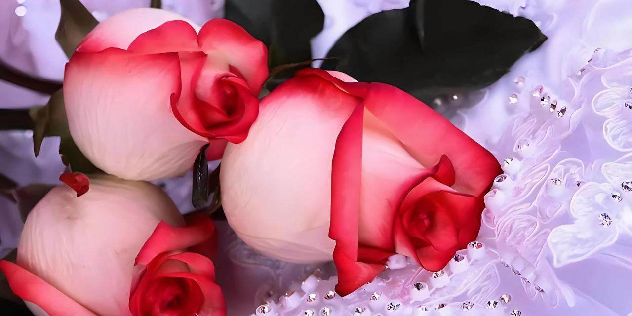 粉红色玫瑰花代表什么？它的花语有哪些含义？