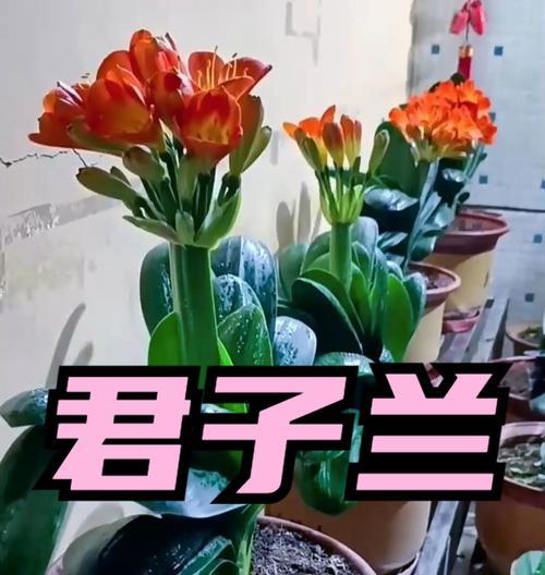 4月君子兰催花的技巧是什么？