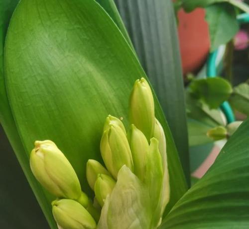 4月君子兰催花的技巧是什么？