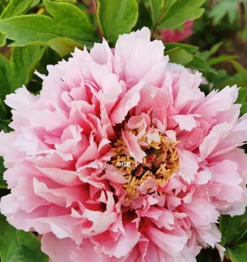 29朵牡丹花代表了什么花语？