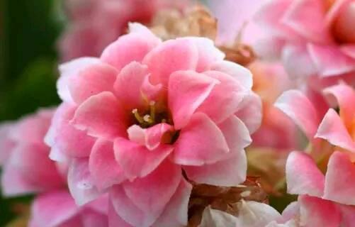 马可的花语是什么？马可花象征着什么？