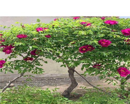 牡丹花十年树苗的养护和管理技巧？
