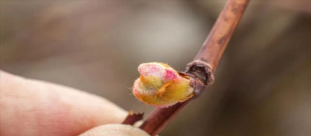 大金龙仙人球不开花怎么办？如何促进花芽分化？