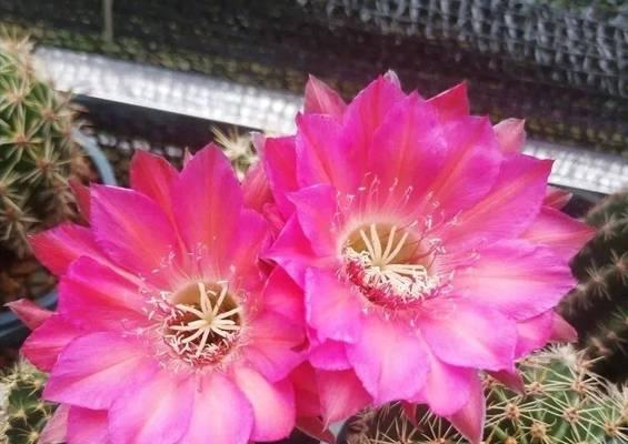 大金龙仙人球不开花怎么办？如何促进花芽分化？