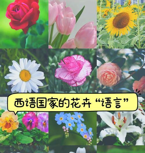 西方花语真美的花是什么？