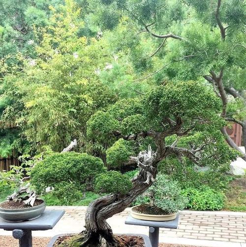洛神牡丹灰色品种美观吗？适宜的养护方法是什么？