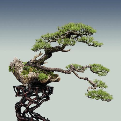洛神牡丹灰色品种美观吗？适宜的养护方法是什么？