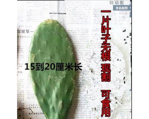 黄大刺仙人掌的养护技巧有哪些？