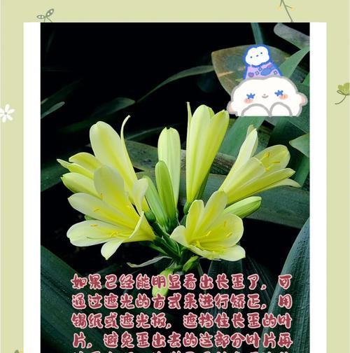 歪根君子兰的正确栽种方法是什么？如何确保其正常生长？
