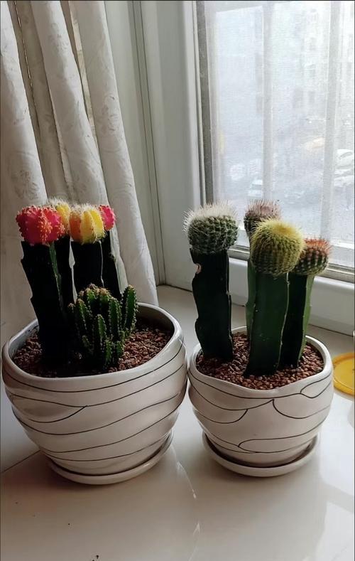 仙人球开花后如何护理？怎样促进持续开花？
