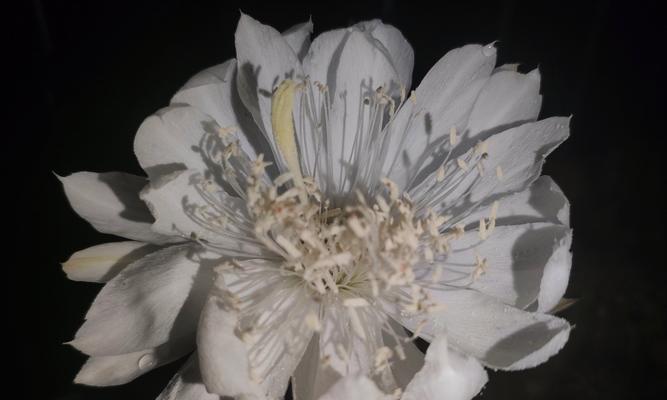 仙人球开花后如何护理？怎样促进持续开花？