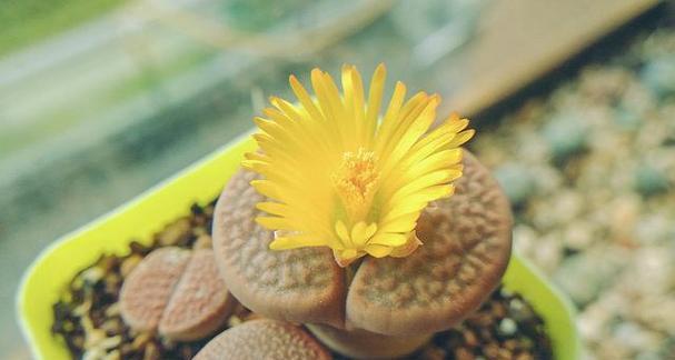 石头花多肉植物的花语有哪些？它的寓意是什么？