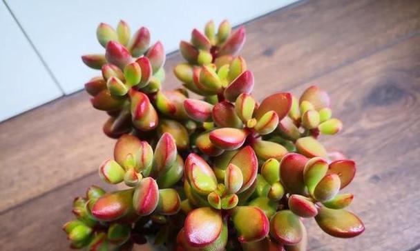 石头花多肉植物的花语有哪些？它的寓意是什么？