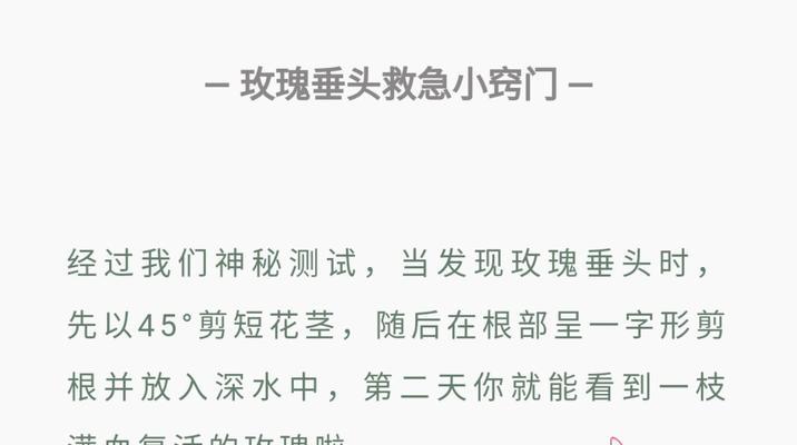 玫瑰花杆剪短的正确方法是什么？