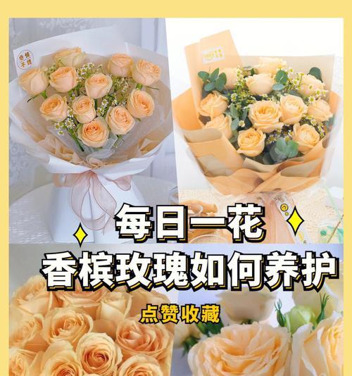 玫瑰花杆剪短的正确方法是什么？