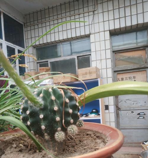 如何栽种多个同品种仙人球以达到最佳观赏效果？