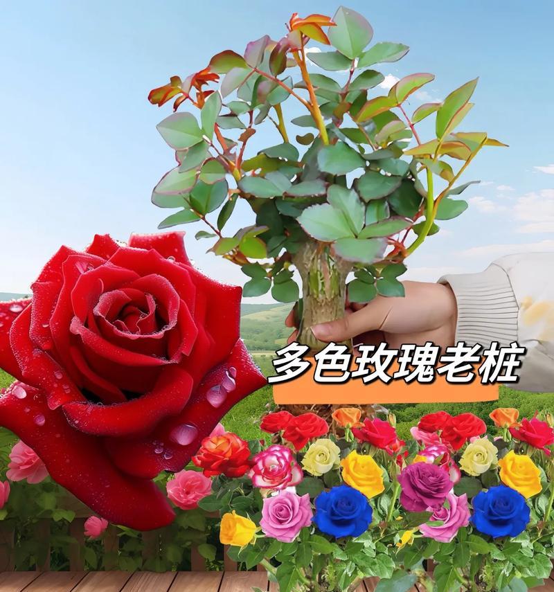 玫瑰花能保留多久才会开花？