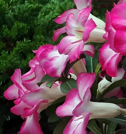玫瑰花能保留多久才会开花？