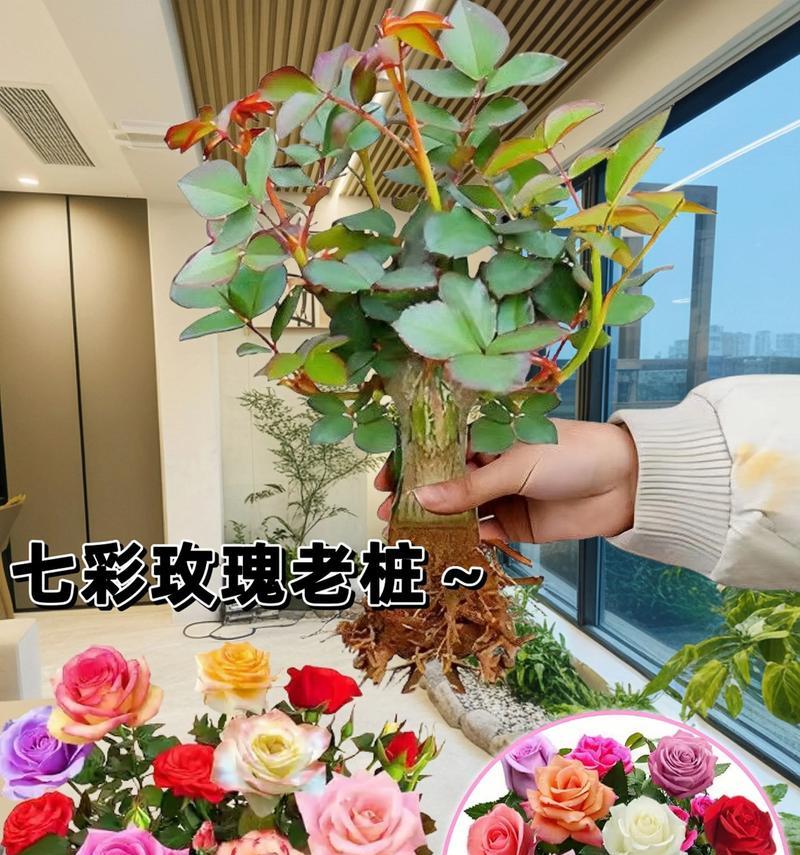 玫瑰花能保留多久才会开花？
