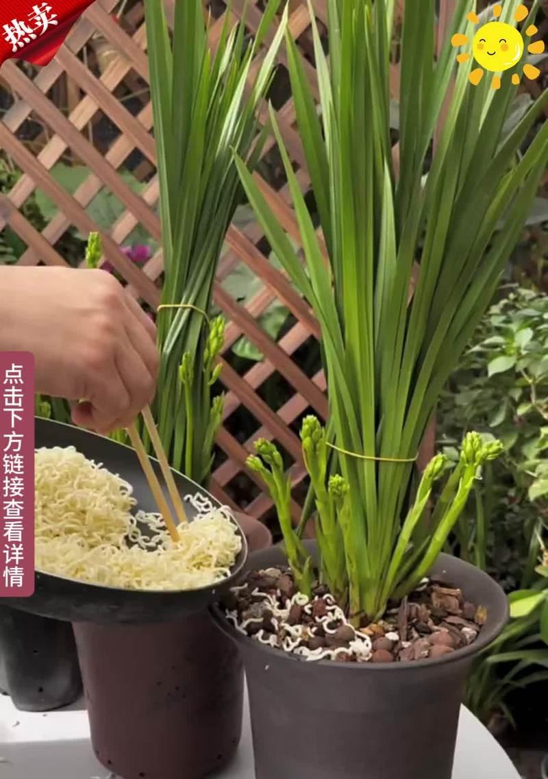 蓝宝石兰花的养护与管理技巧有哪些？