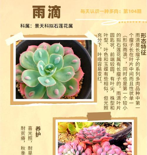 卡系多肉的花语代表什么？如何正确理解？