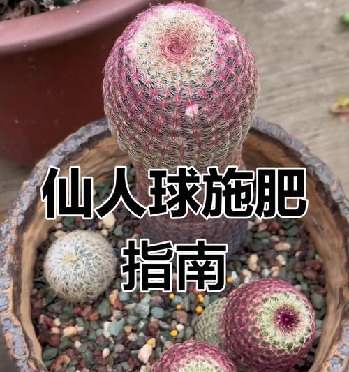仙人球土壤堆肥是否有益？堆肥后如何正确浇水？