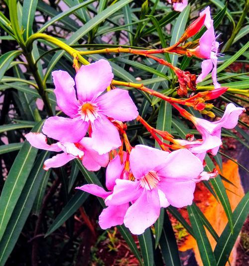 粉色的兰花花语是什么？它代表了什么情感？
