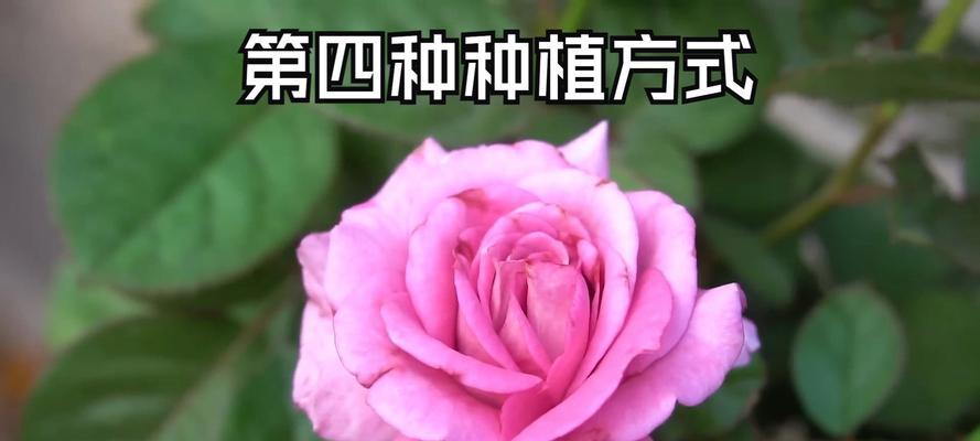 玫瑰花为何会自动开花？