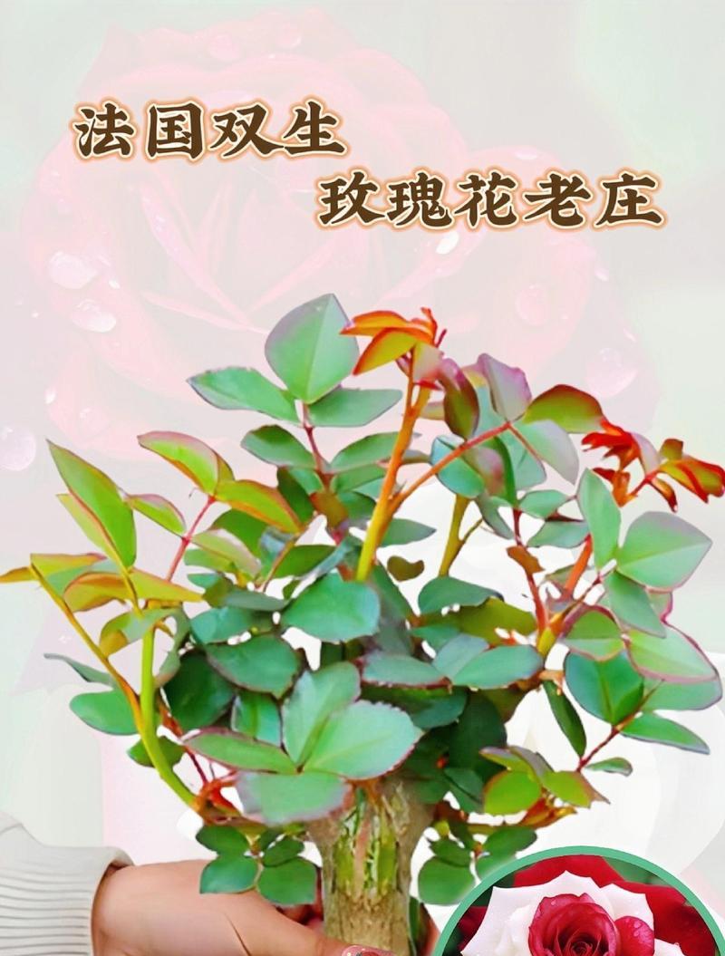 玫瑰花为何会自动开花？