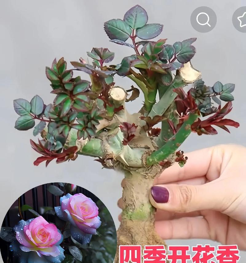 玫瑰花为何会自动开花？