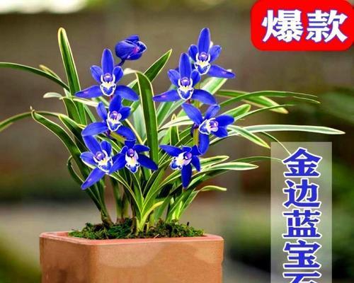 蓝宝石兰花的养护与浇水技巧是什么？