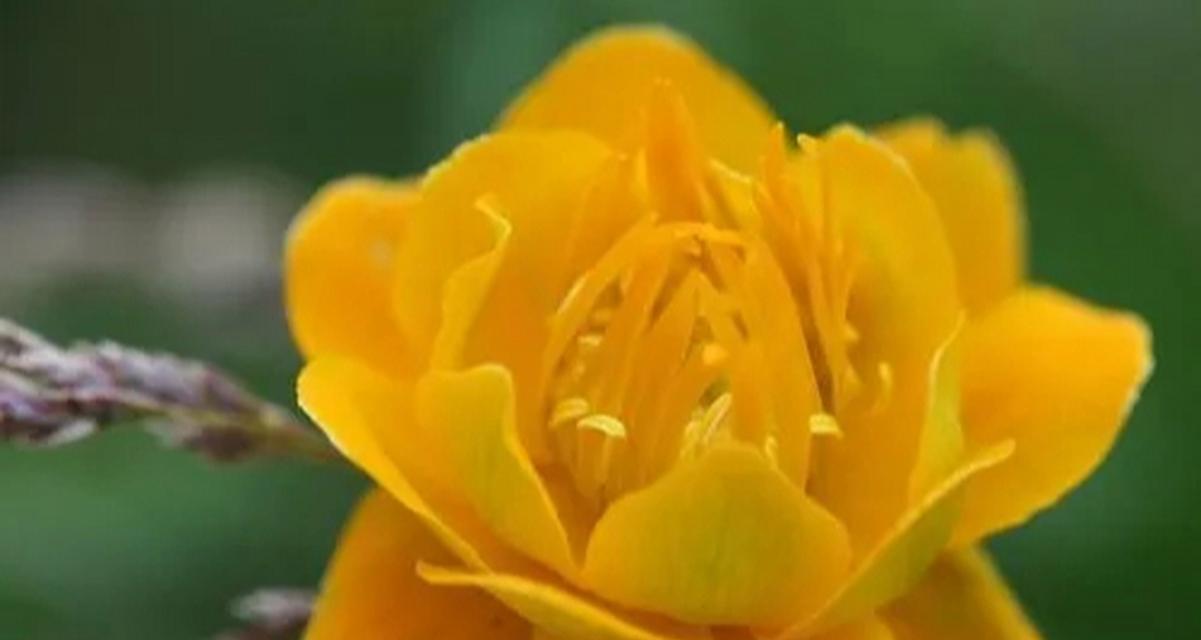 镜连华的花语和寓意是什么？