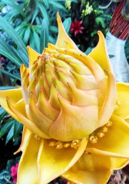 镜连华的花语和寓意是什么？