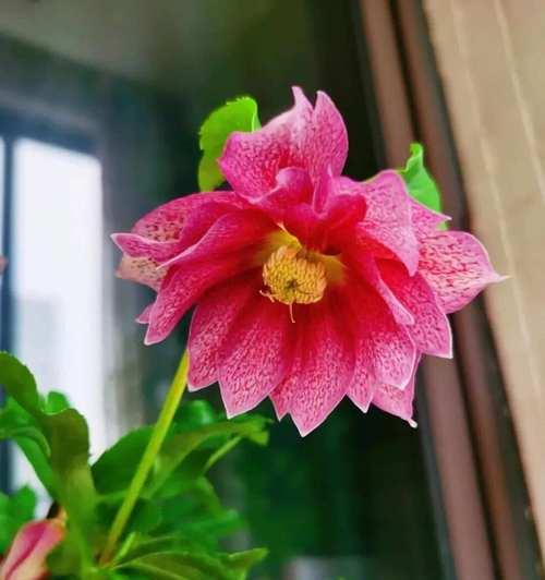 人美心善花语是什么？哪种花代表美丽与善良？