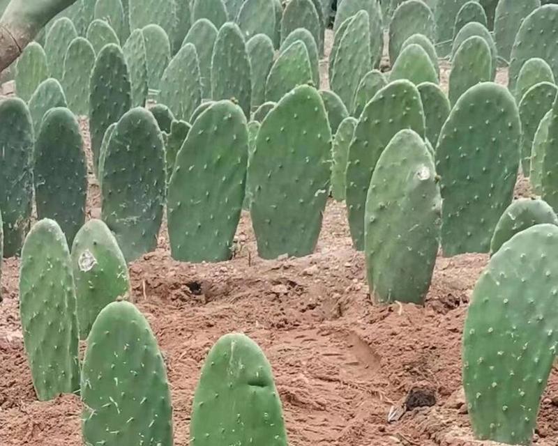 种植仙人掌需要注意哪些事项？