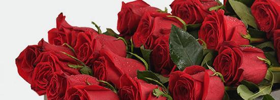 进口玫瑰花品种有哪些特点？如何选择适合的品种？