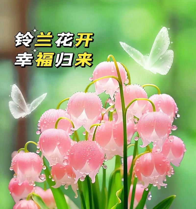 铃兰花的害羞寓意是什么？
